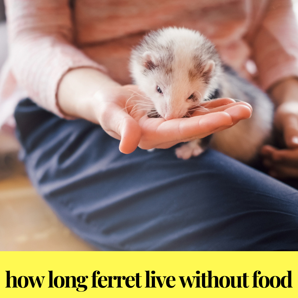 how long ferret live withoud food
