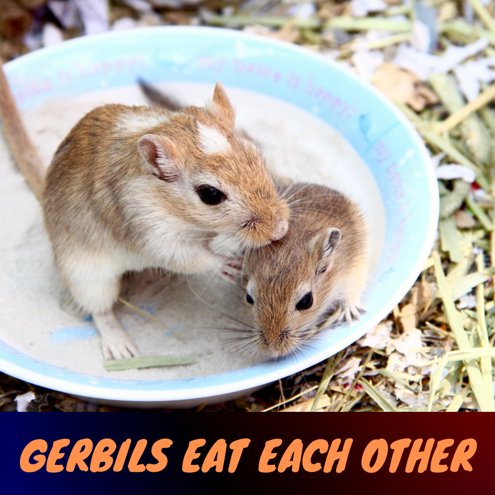 gerbils eat each other