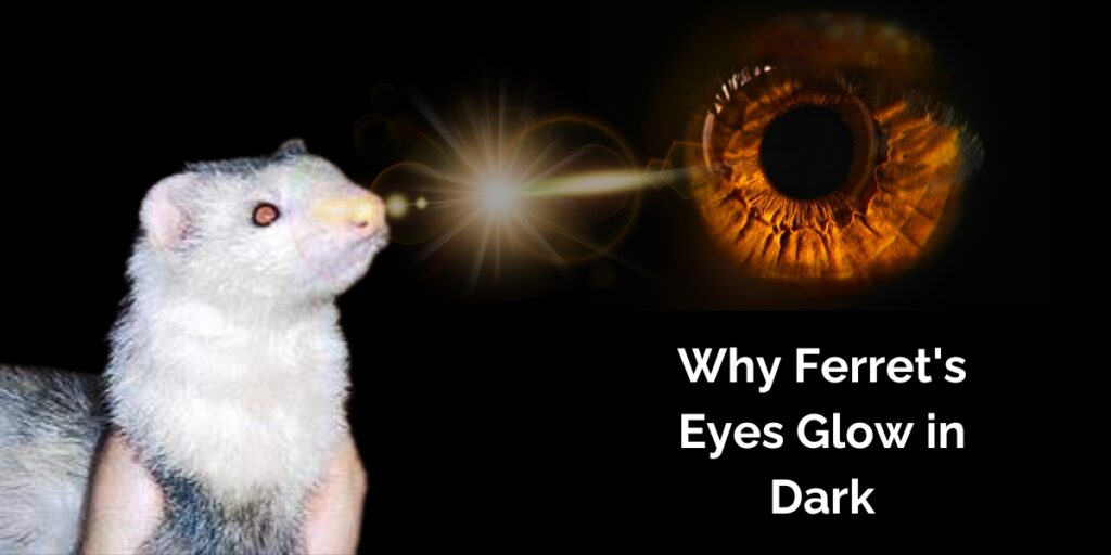 Why Ferret's Eyes Glow in Dark?