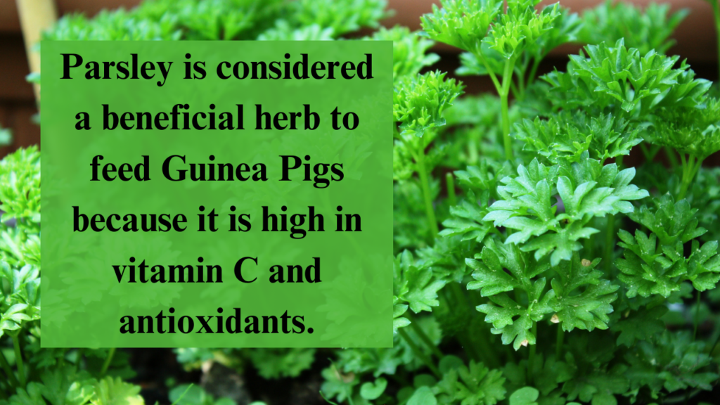 Parsley is considered a beneficial herb to feed Guinea Pigs because it is high in vitamin C and antioxidants.