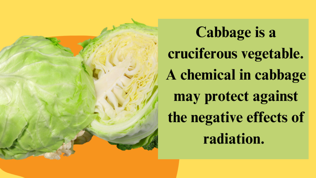 Cabbage is a cruciferous vegetable. A chemical in cabbage may protect against the negative effects of radiation. 