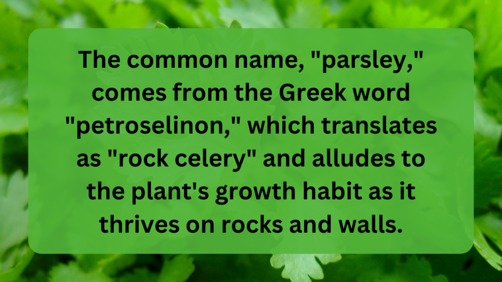 The common name, "parsley," comes from the Greek word "petroselinon," which translates as "rock celery" and alludes to the plant's growth habit as it thrives on rocks and walls.