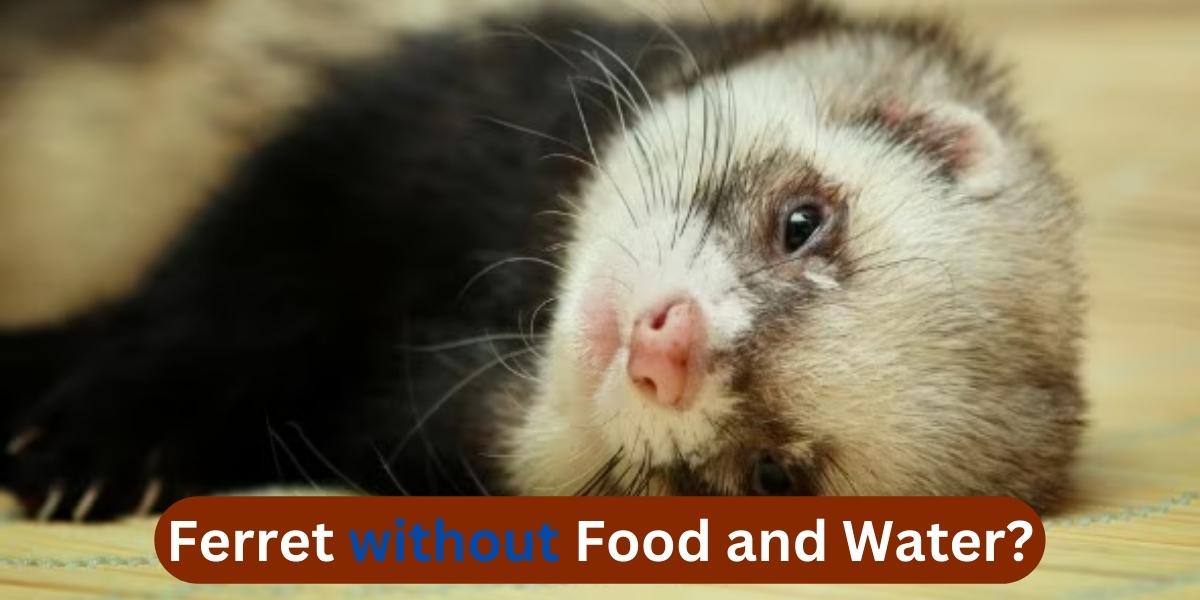 How long can a ferret go without food and water?