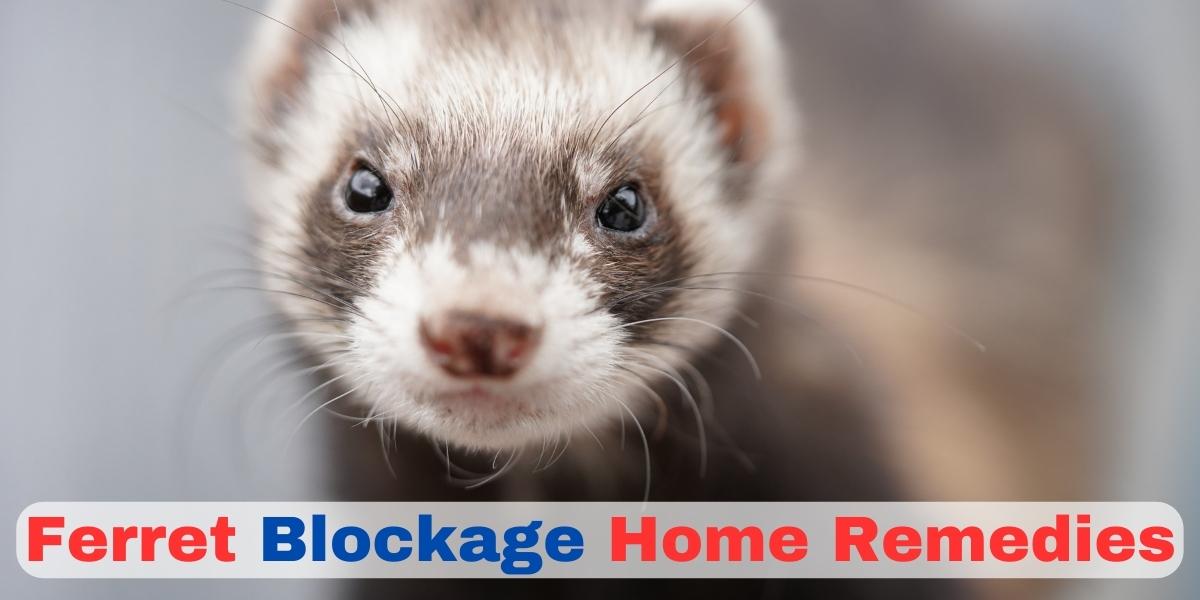 Ferret Blockage Home Remedies