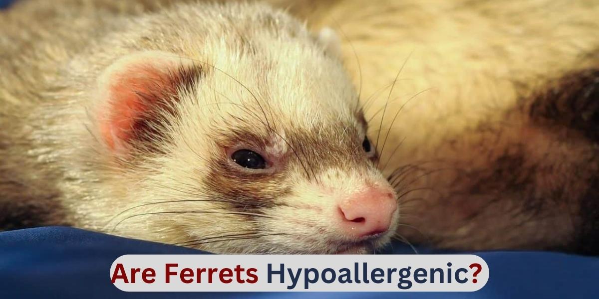Are Ferrets Hypoallergenic