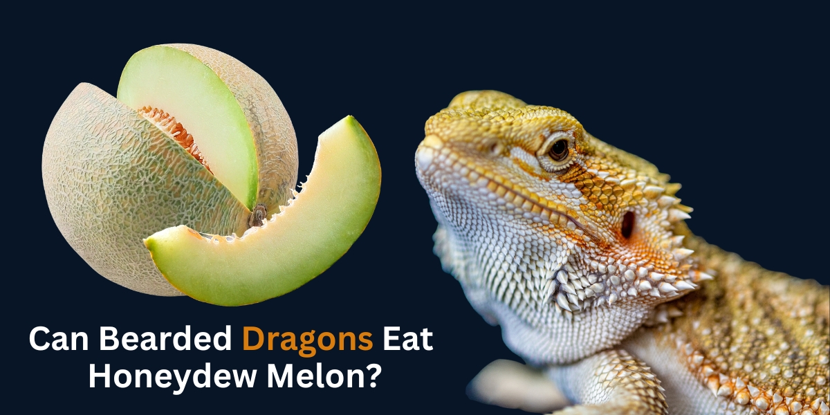 Can Bearded Dragons Eat Honeydew Melon?