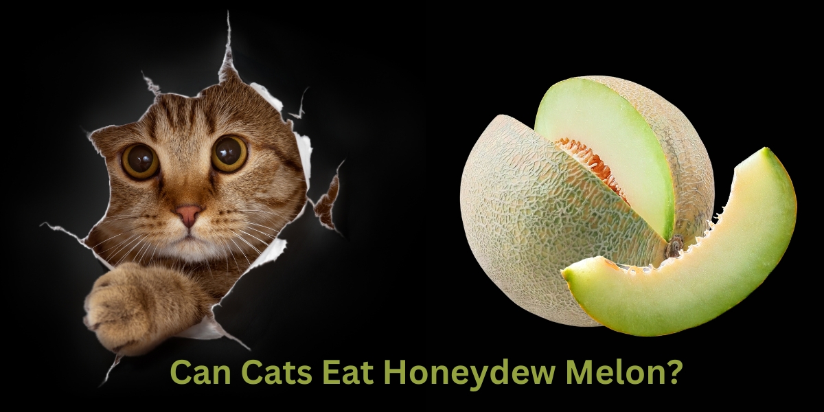 Can Cats Eat Honeydew Melon?