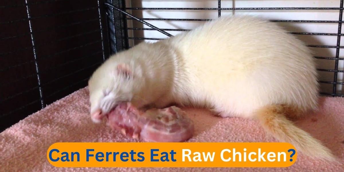 Can Ferrets Eat Raw Chicken