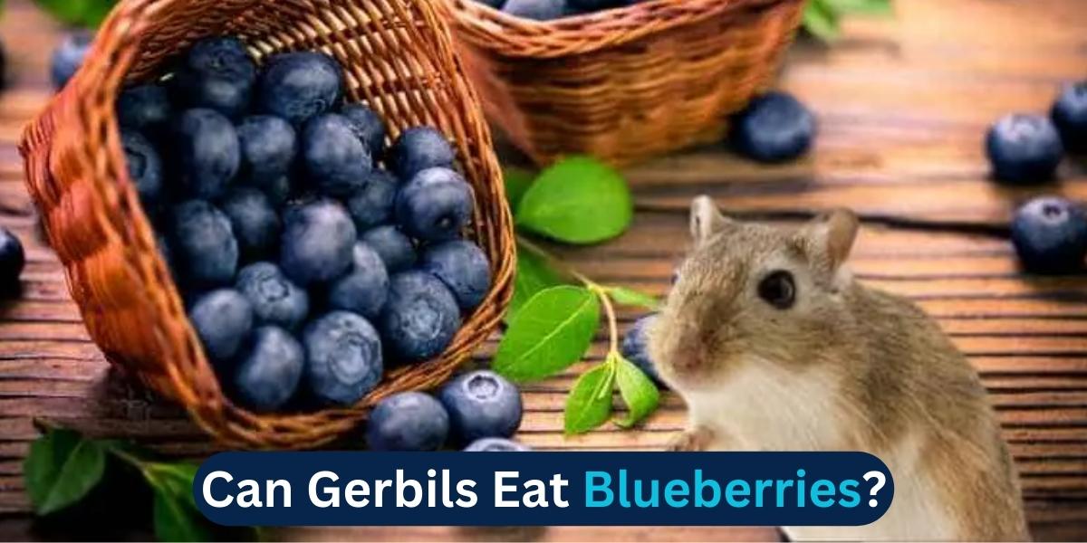 Can Gerbils Eat Blueberries
