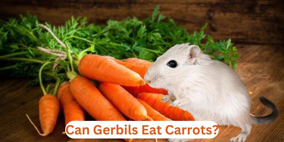 Can Gerbils Eat Carrots?
