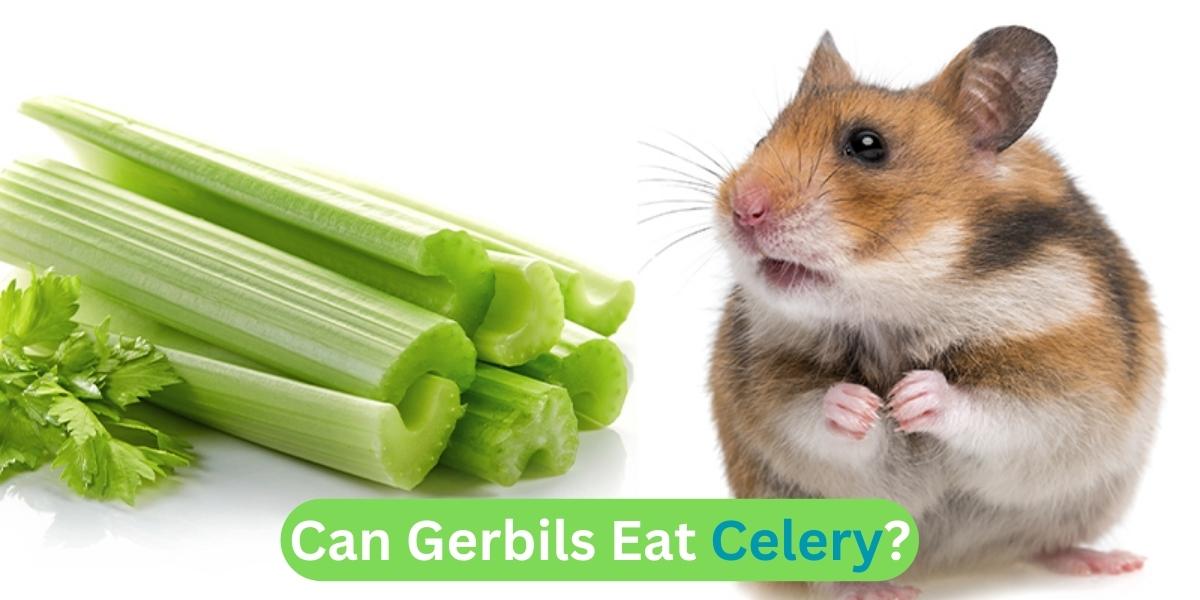 Can Gerbils Eat Celery?