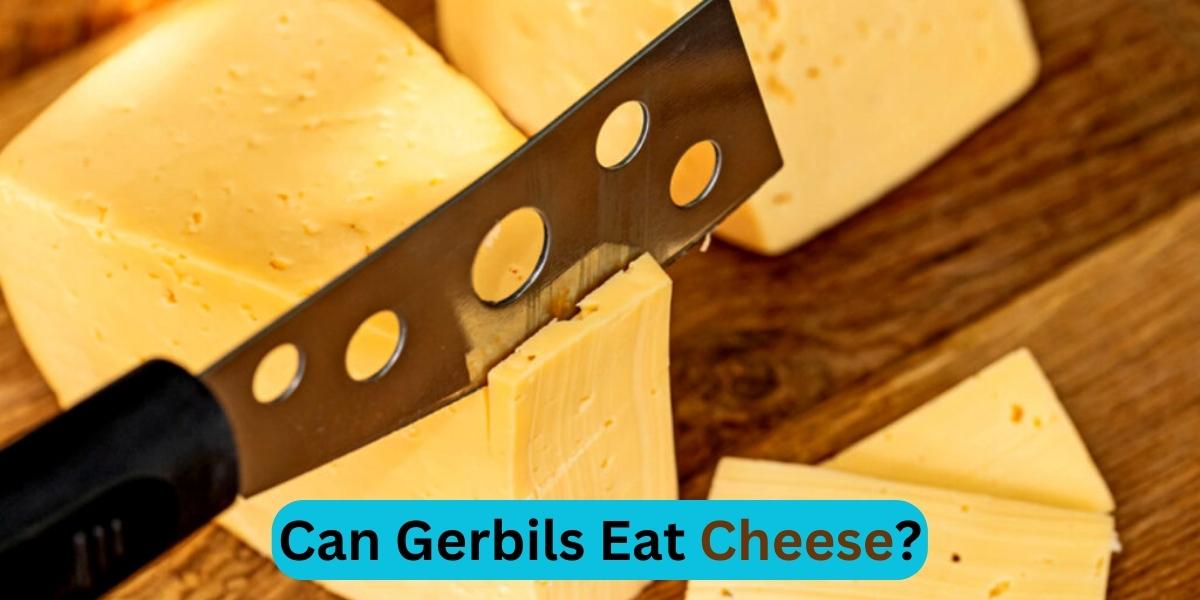 Can Gerbils Eat Cheese?