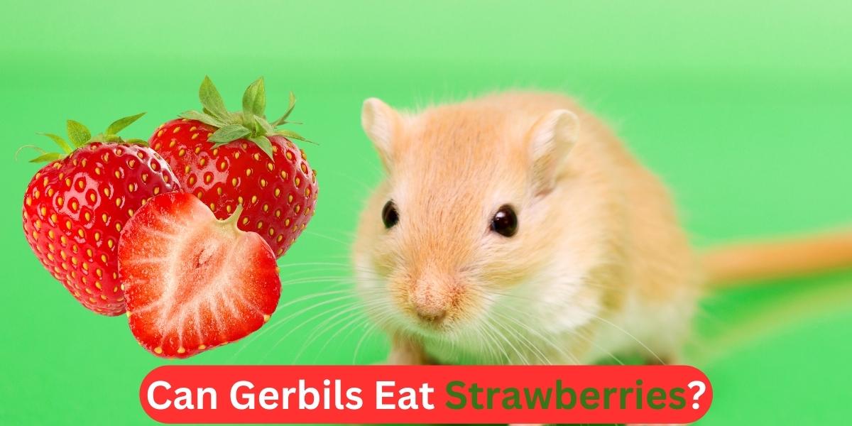 Can Gerbils Eat Strawberries?