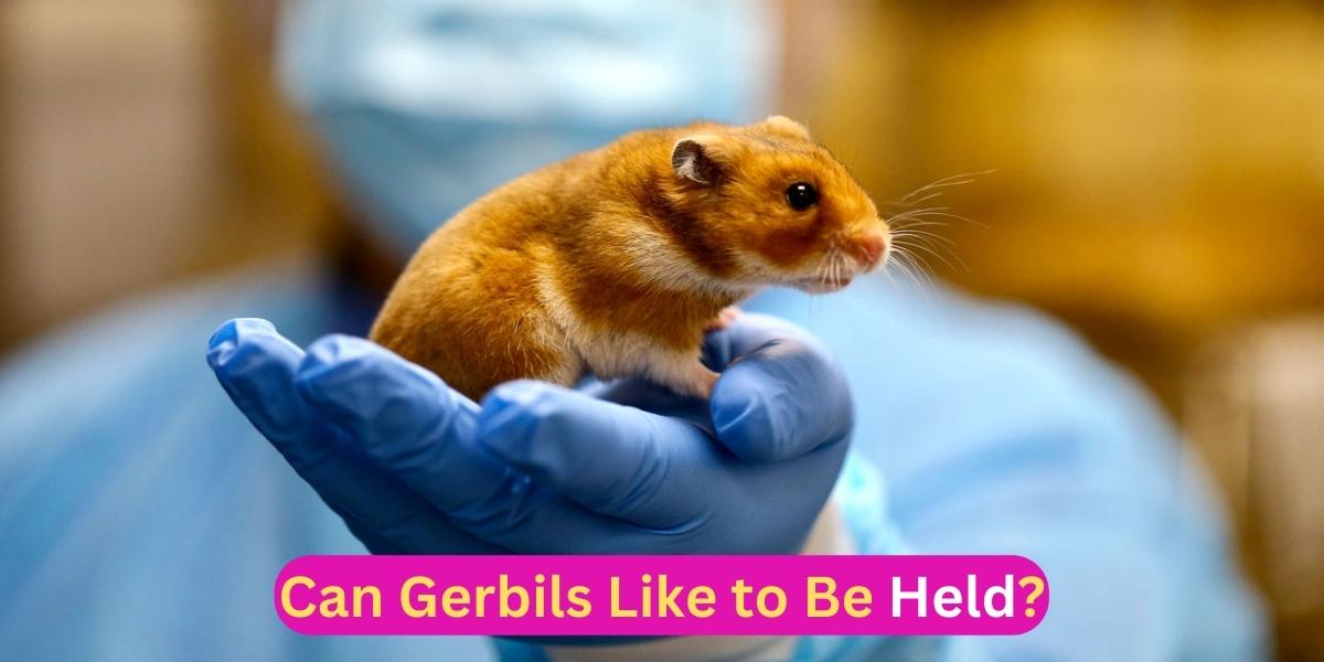 Can Gerbils Like to Be Held?