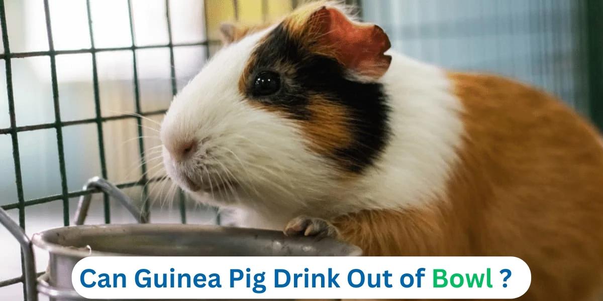 Can Guinea Pig Drink Out of Bowl ?