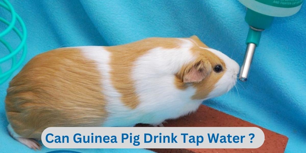 Can Guinea Pig Drink Tap Water