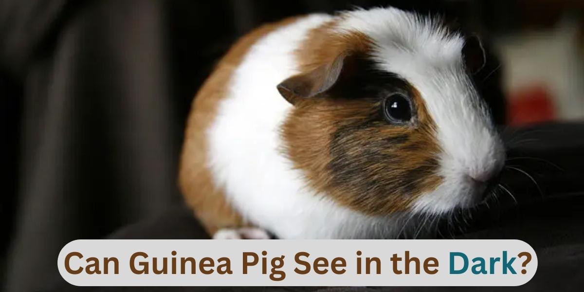 can guinea pig see in the dark