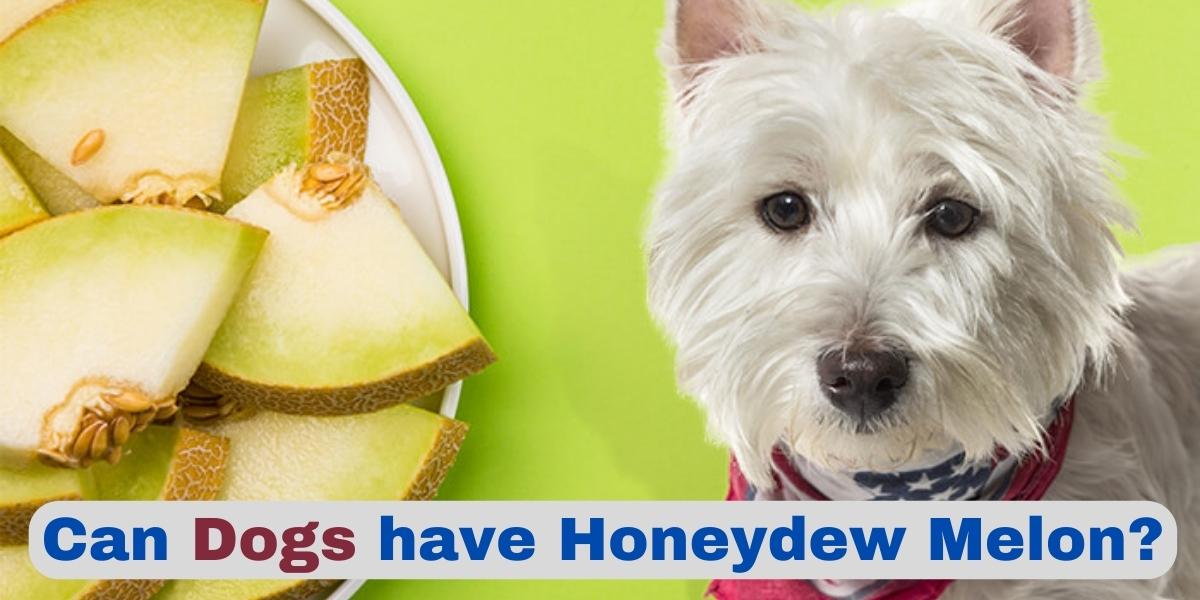 can dogs have honeydew melon?