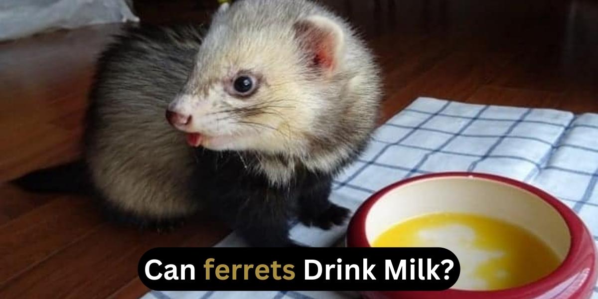 Can ferrets Drink Milk?