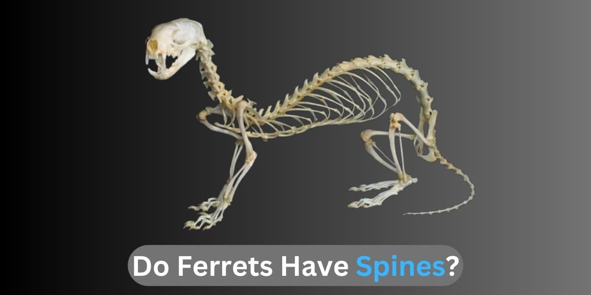 Do Ferrets Have Spines?