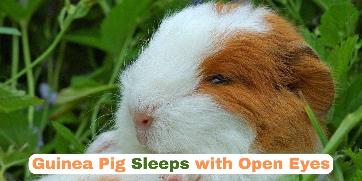 Do Guinea Pigs Sleep With Their Eyes Open