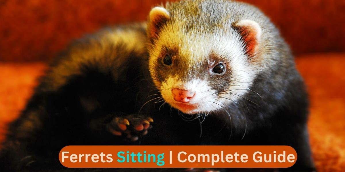 Ferrets Sitting | Complete Guide