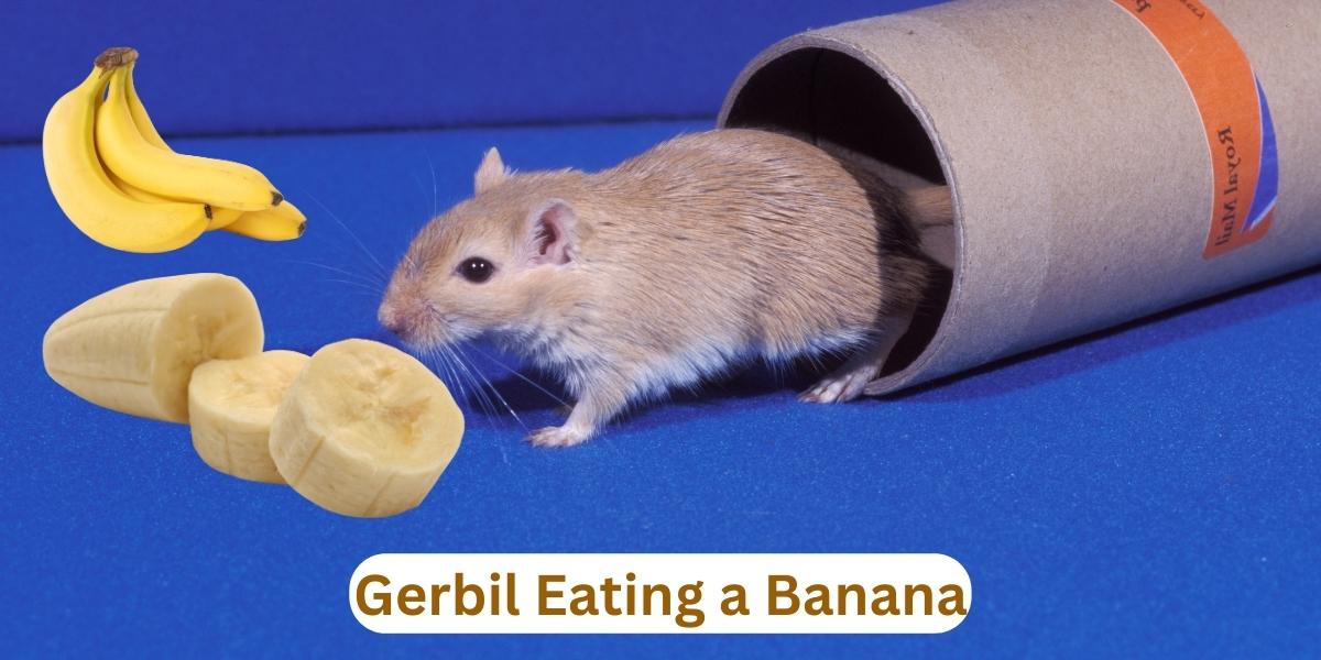 Can Gerbil Eat a Banana?