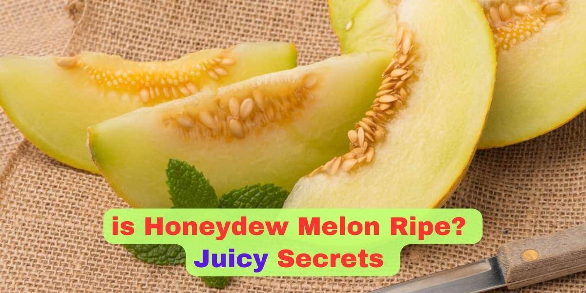 Honeydew Melon is Ripe Juicy Secrets 
