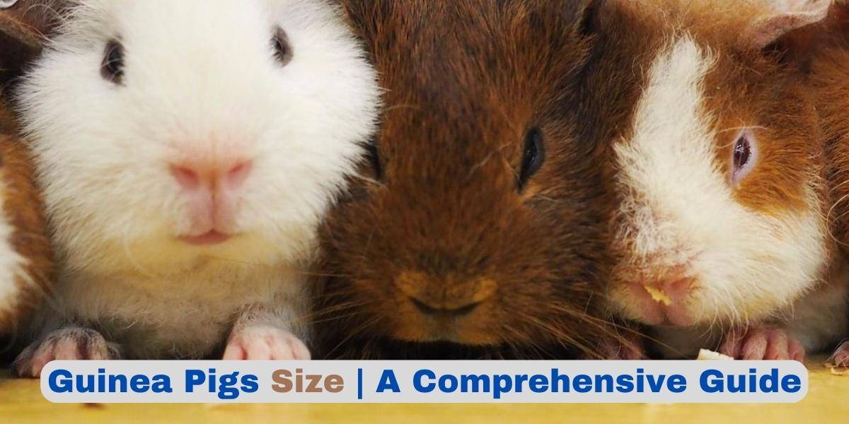 How Big Can Guinea Pigs Get A Comprehensive Guide