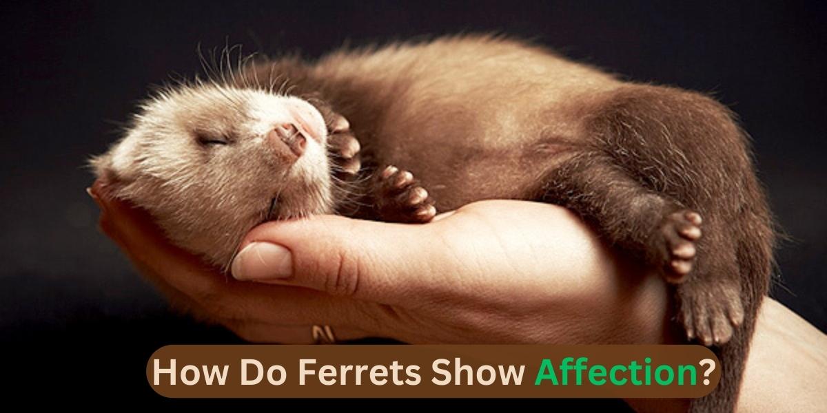 How Do Ferrets Show Affection?