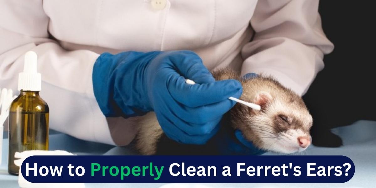 How to Properly Clean a Ferret's Ears?