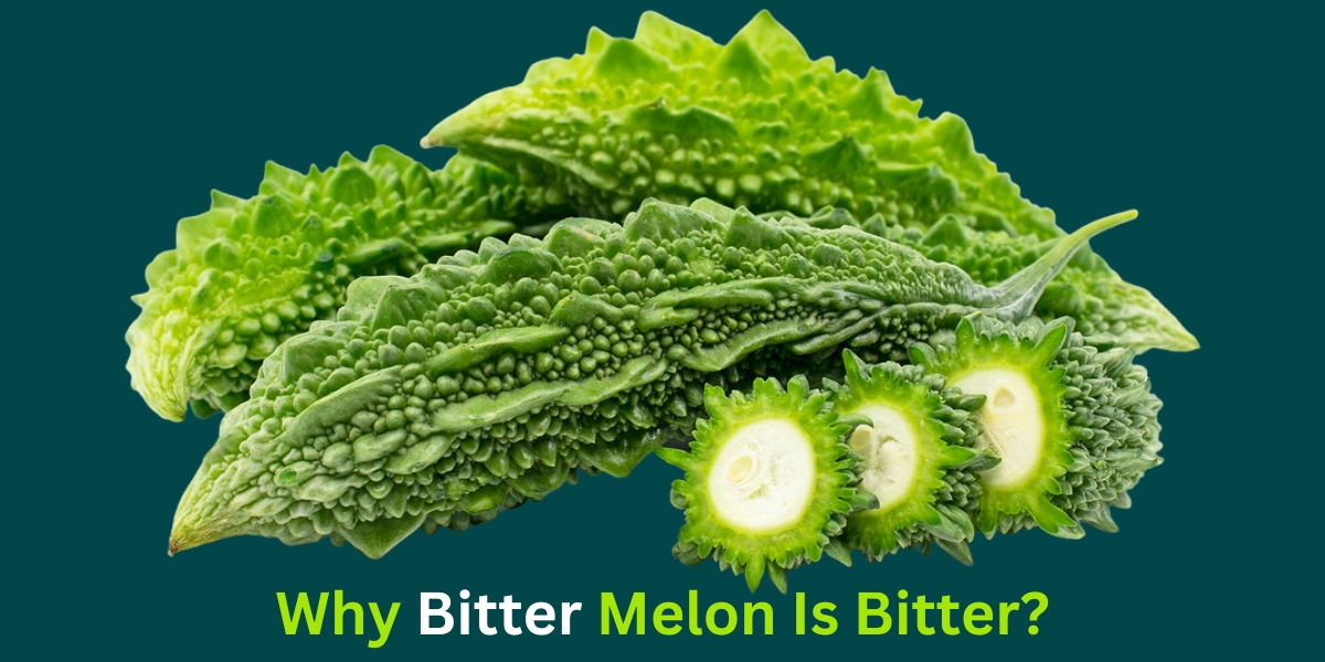 Why Bitter Melon Is Bitter?