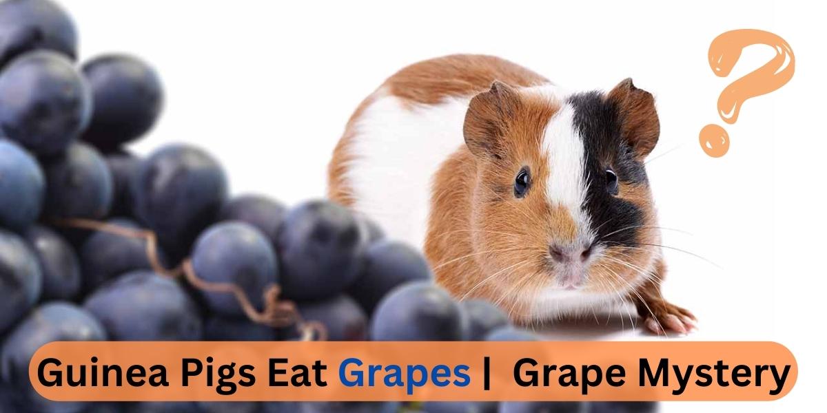 can guinea pigs have grapes