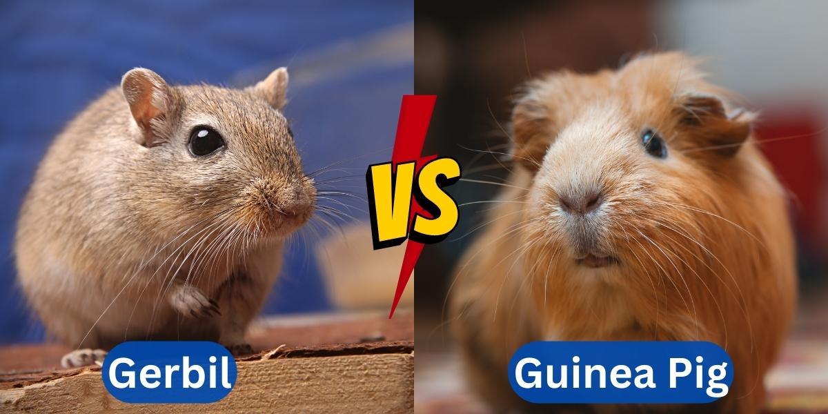 gerbils vs guinea pig
