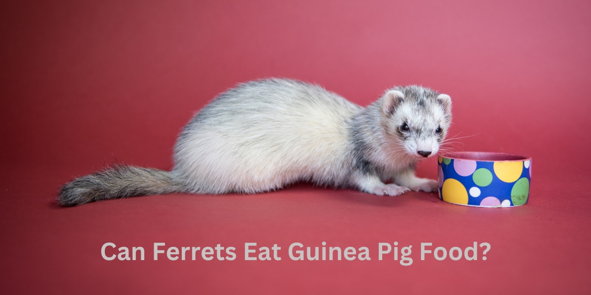 Can Ferrets Eat Guinea Pig Food?