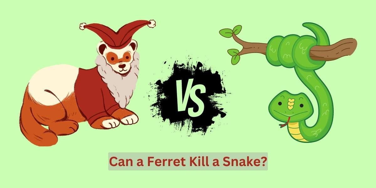 Can a Ferret Kill a Snake