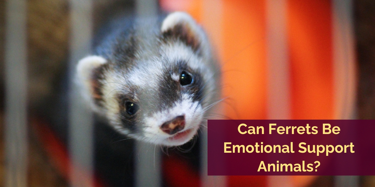 Can Ferrets Be Emotional Support Animals?