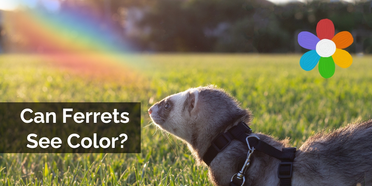 Can Ferrets See Color?
