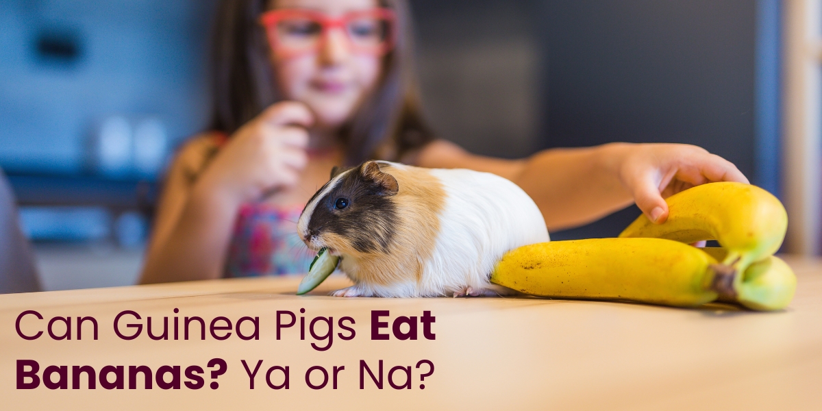 Can Guinea Pigs Eat Bananas? Ya or Na?
