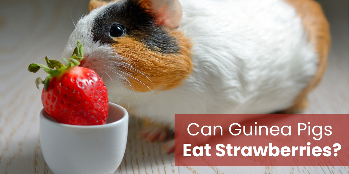 Can Guinea Pig Eat Strawberries?