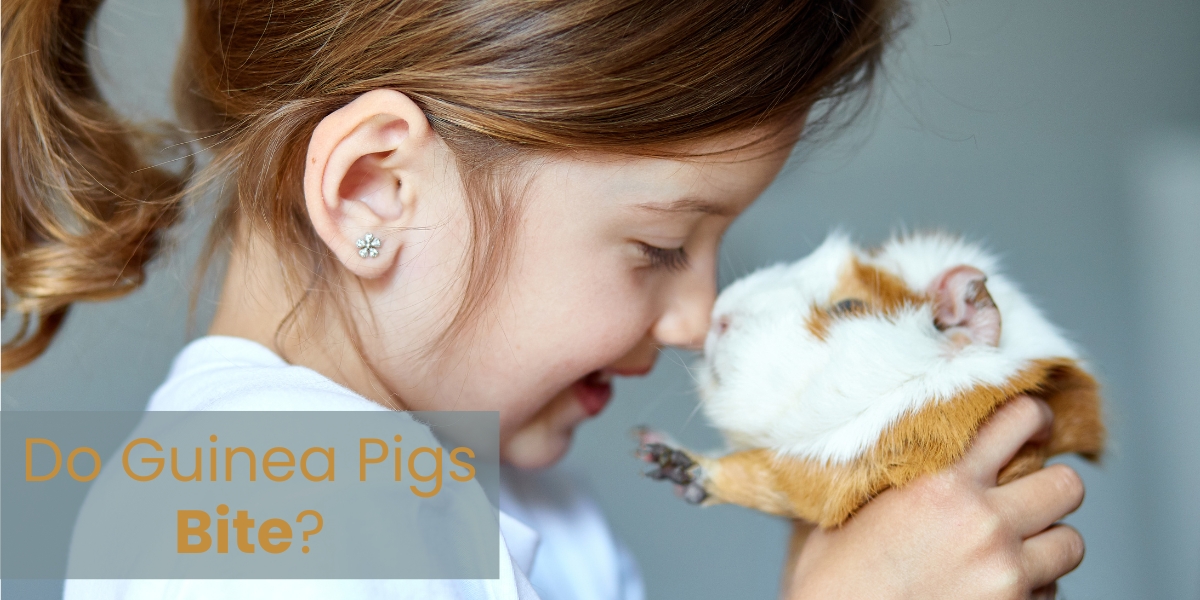 Do Guinea Pigs Bite?
