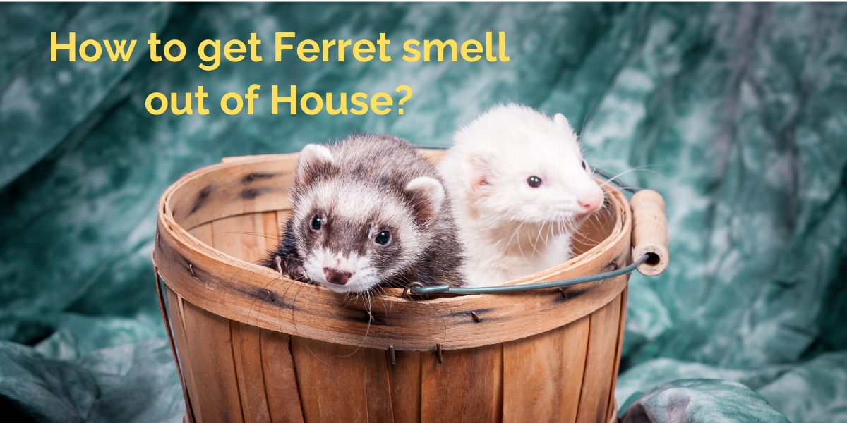 How to Get Ferret Smell Out of House?