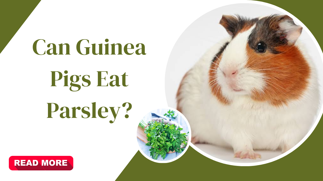 can guinea pigs eat parsley?